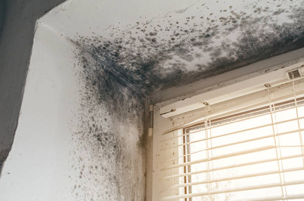 Affordable Mold Cleanup solutions in Cofield, NC